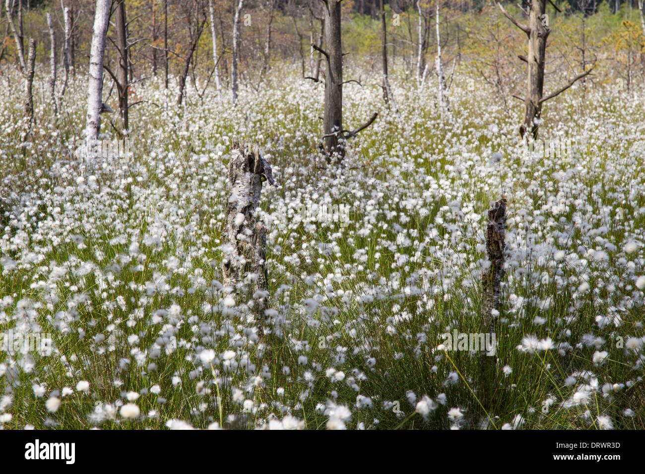 cotton grass Eriophorum Cyperaceae Wollgras Stock Photo