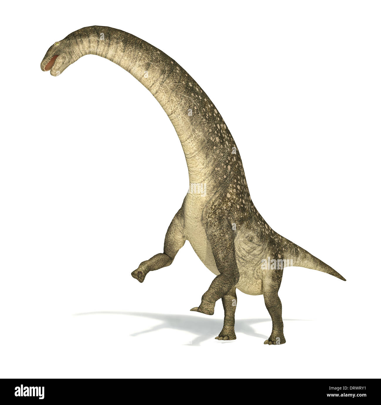 Titanosaurus dinosaur, photo-realistic and scientifically correct representation. Dinamic view. On white background. Stock Photo