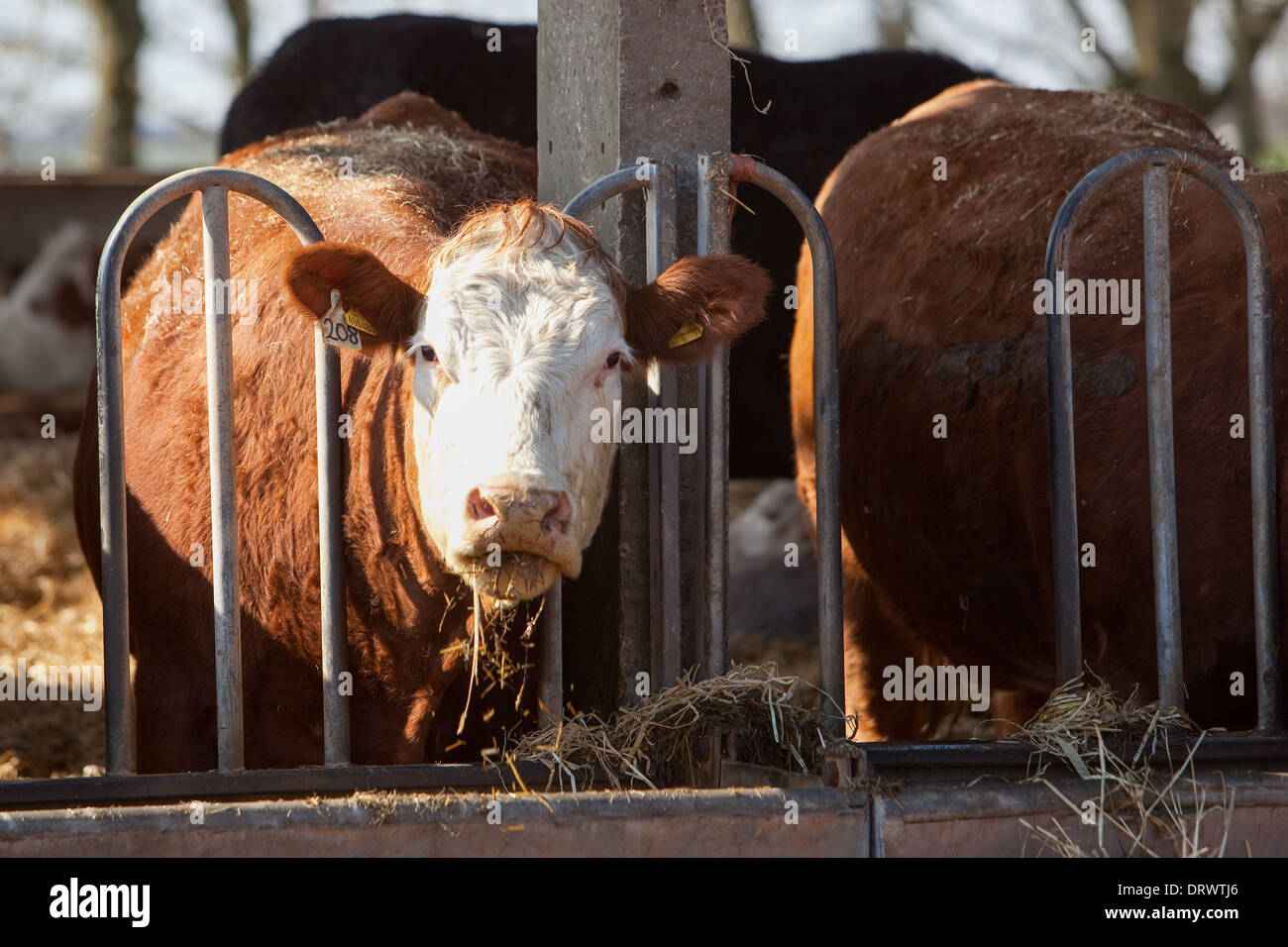Cattle feeding.Grampian countryside Scotland UK Stock Photo