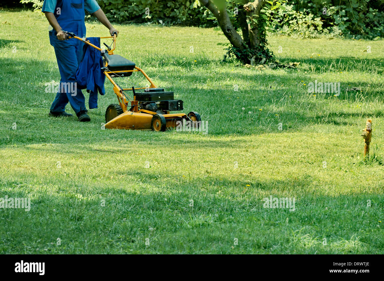 Experienced worker cut grass with Lawn mower in garden Stock Photo