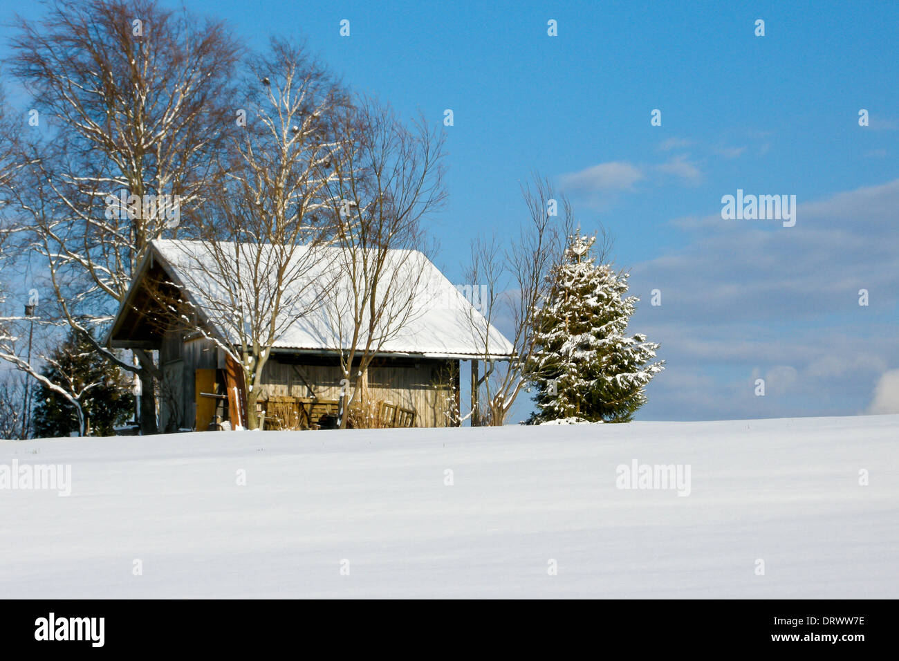 trees forest snow in winter landscape background Stock Photo - Alamy