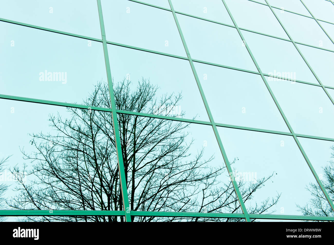 Mirror image of tree in reflective office windows Stock Photo