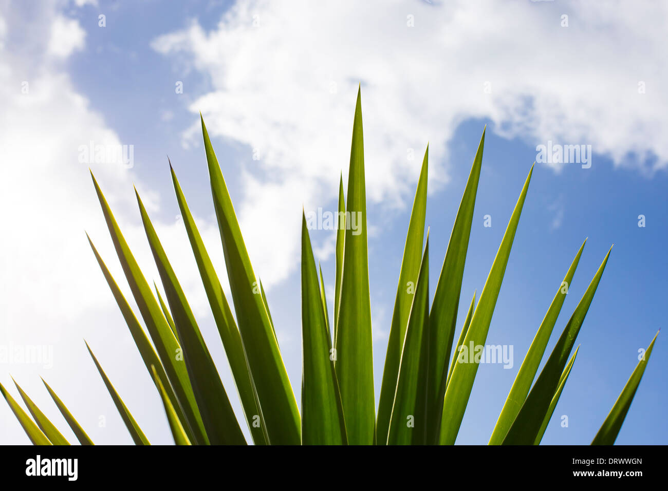 plant blue sky with clouds Stock Photo - Alamy