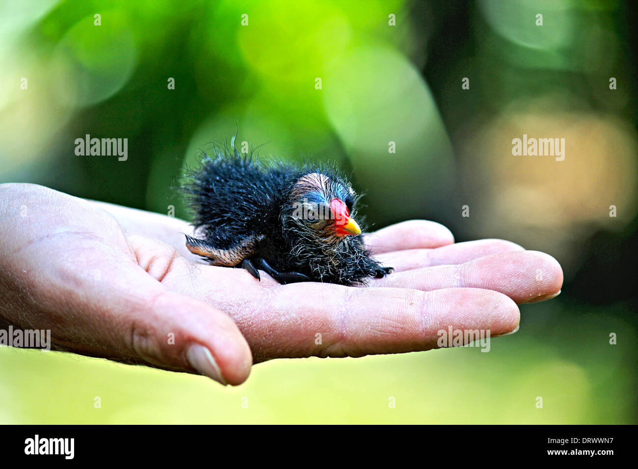 newborn in hand Stock Photo