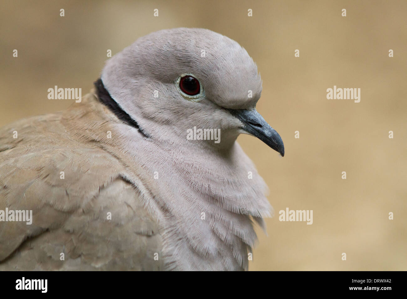 Eurasian Collared-Dove (Streptopelia decaocto) Stock Photo