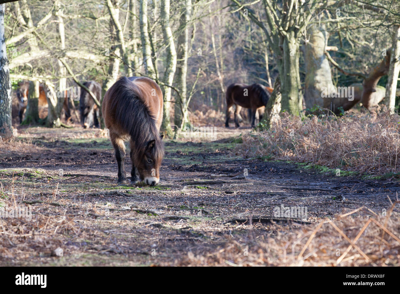 Exmoor ponies in Sutton Park Stock Photo