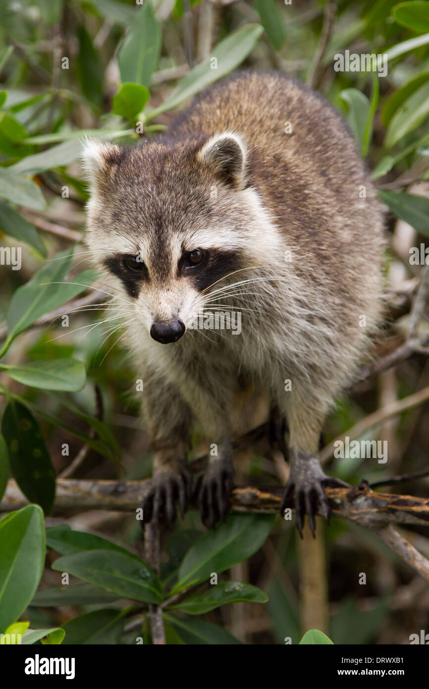 Northern Raccoon (Procyon lotor) Stock Photo