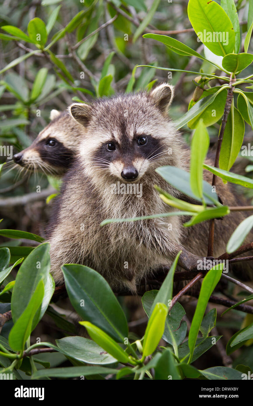 Northern Raccoons (Procyon lotor) Stock Photo