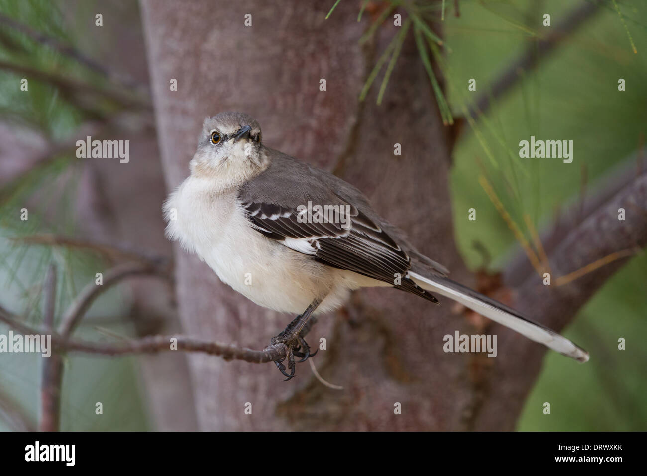 Northern Mockingbird (Mimus polyglottos orpheus) Stock Photo