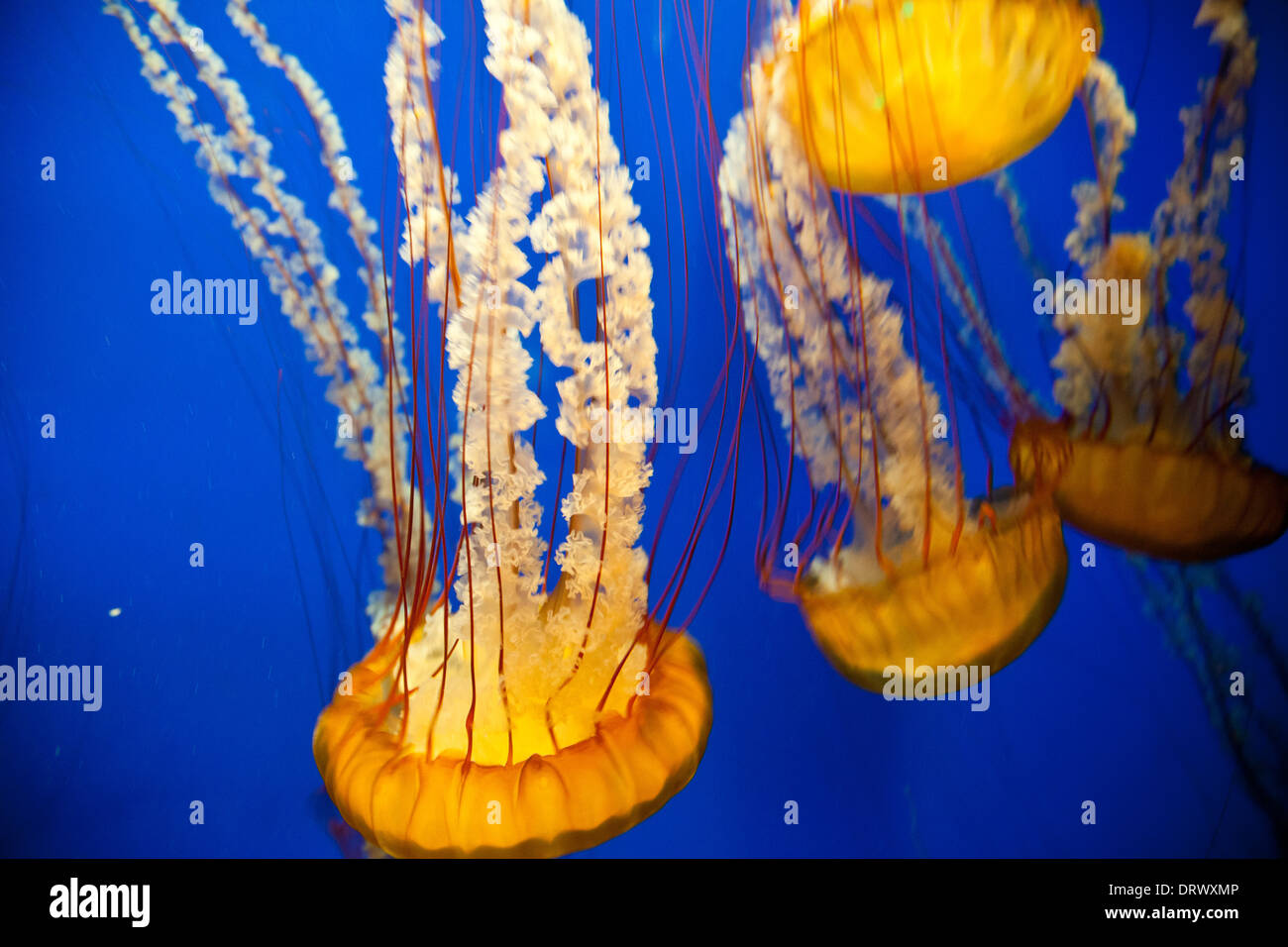 Jellyfish swim safely behind glass in the Atlanta Aquarium Stock Photo
