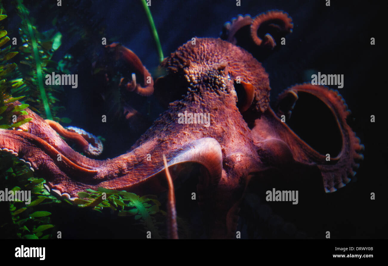 Detailed shot of a Common Octopus inthe Atlanta Aquarium Stock Photo