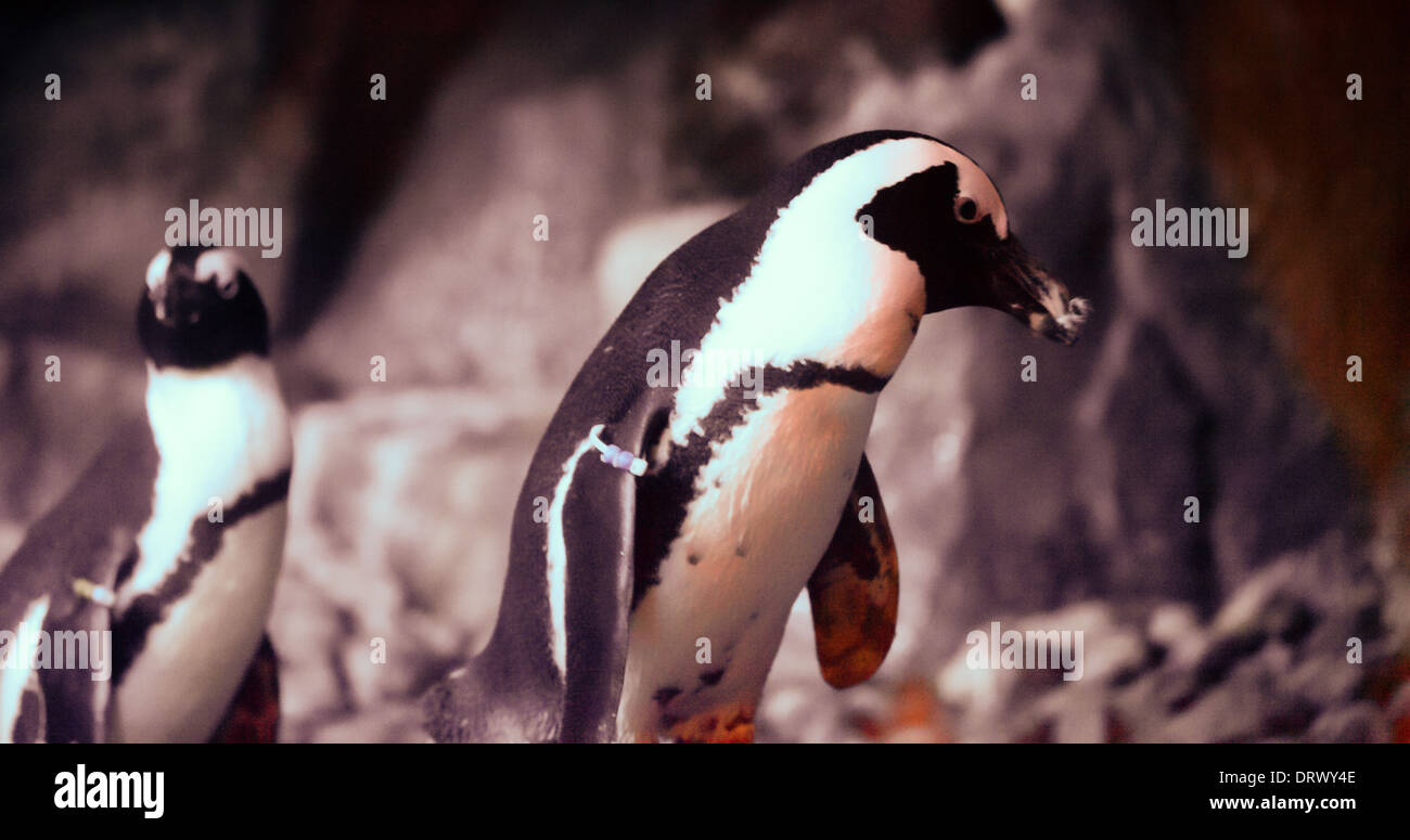 Penguins saunter across the rocks in Atlanta's Aquarium. Stock Photo