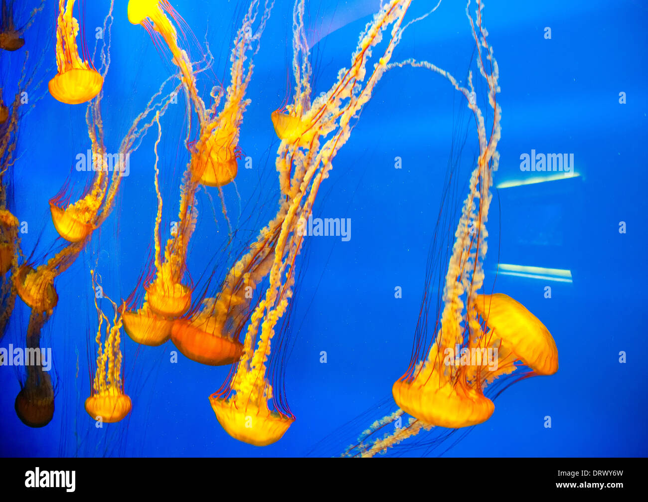 Jellyfish swim safely behind glass in the Atlanta Aquarium Stock Photo