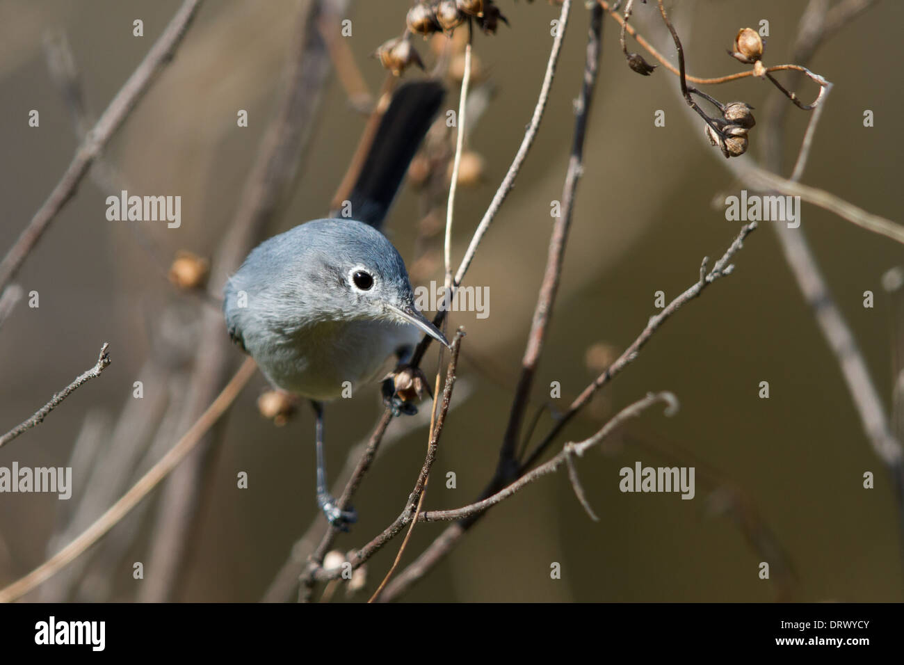 Blue-grey Gnatcatcher (Polioptila caerulea) Stock Photo