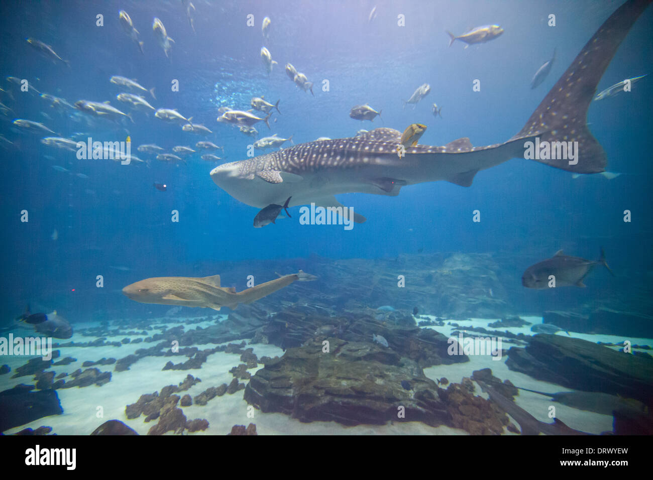 The main exhibit at Atlanta's Aquarium featuring numerous shark and fish of all kinds. Stock Photo