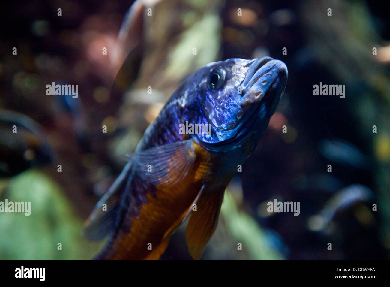 Brightly colored fish in the tropical exhibit at Atlanta's Aquarium