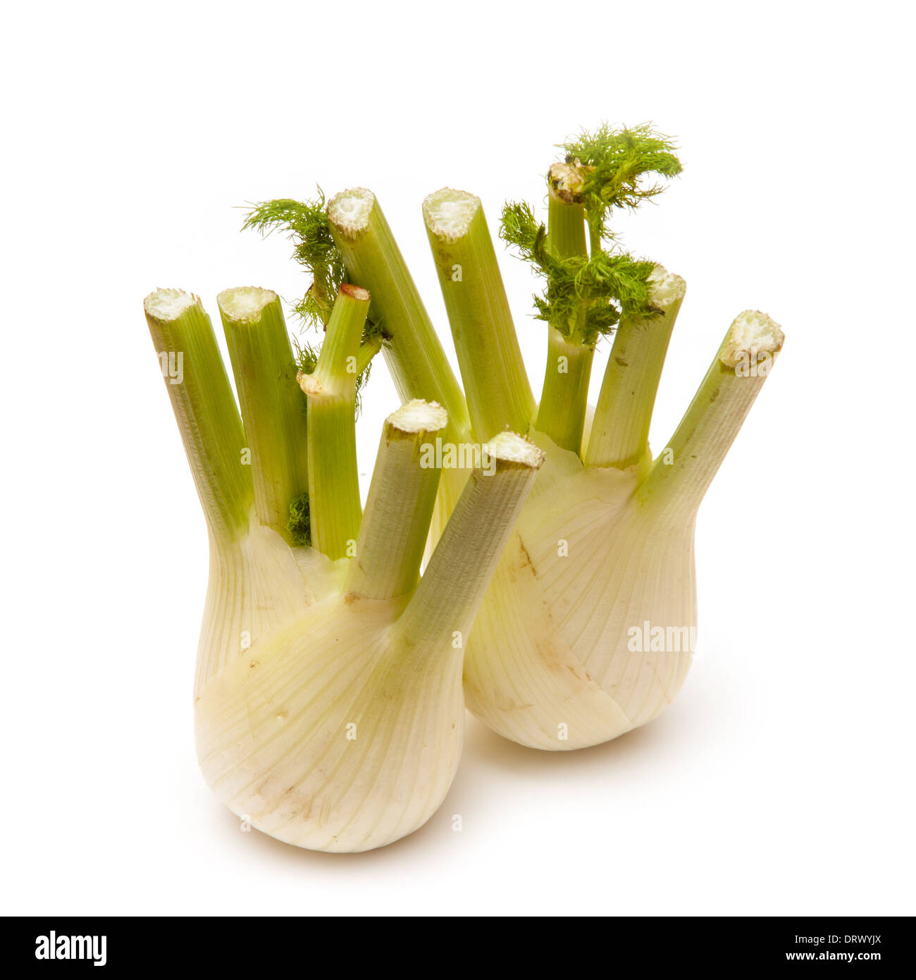 Fennel bulb isolated on white background Stock Photo Alamy