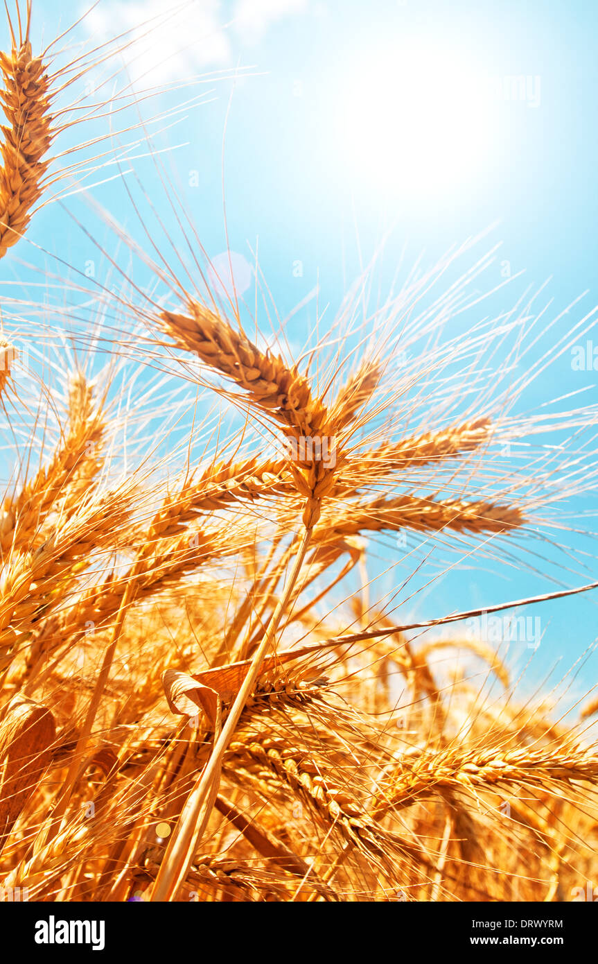 Wheat field nature plant agriculture hires stock photography and images Alamy