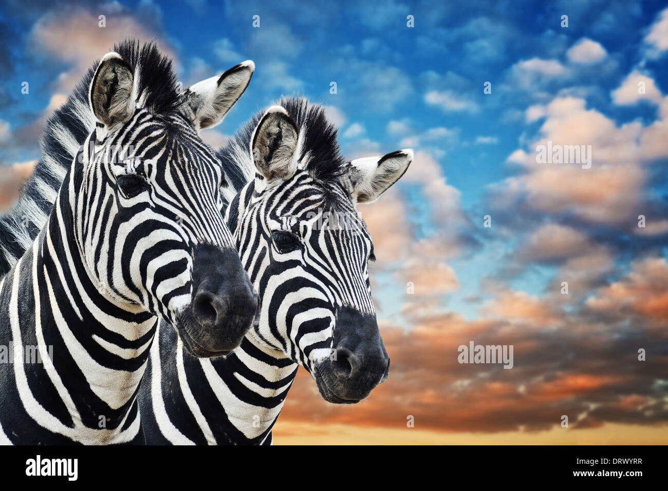 Zebras in the wild, against the blue sky with clouds. Pair of zebras in natural environment. Stock Photo