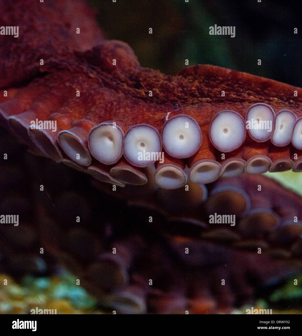 Detailed shot of a Common Octopus inthe Atlanta Aquarium Stock Photo