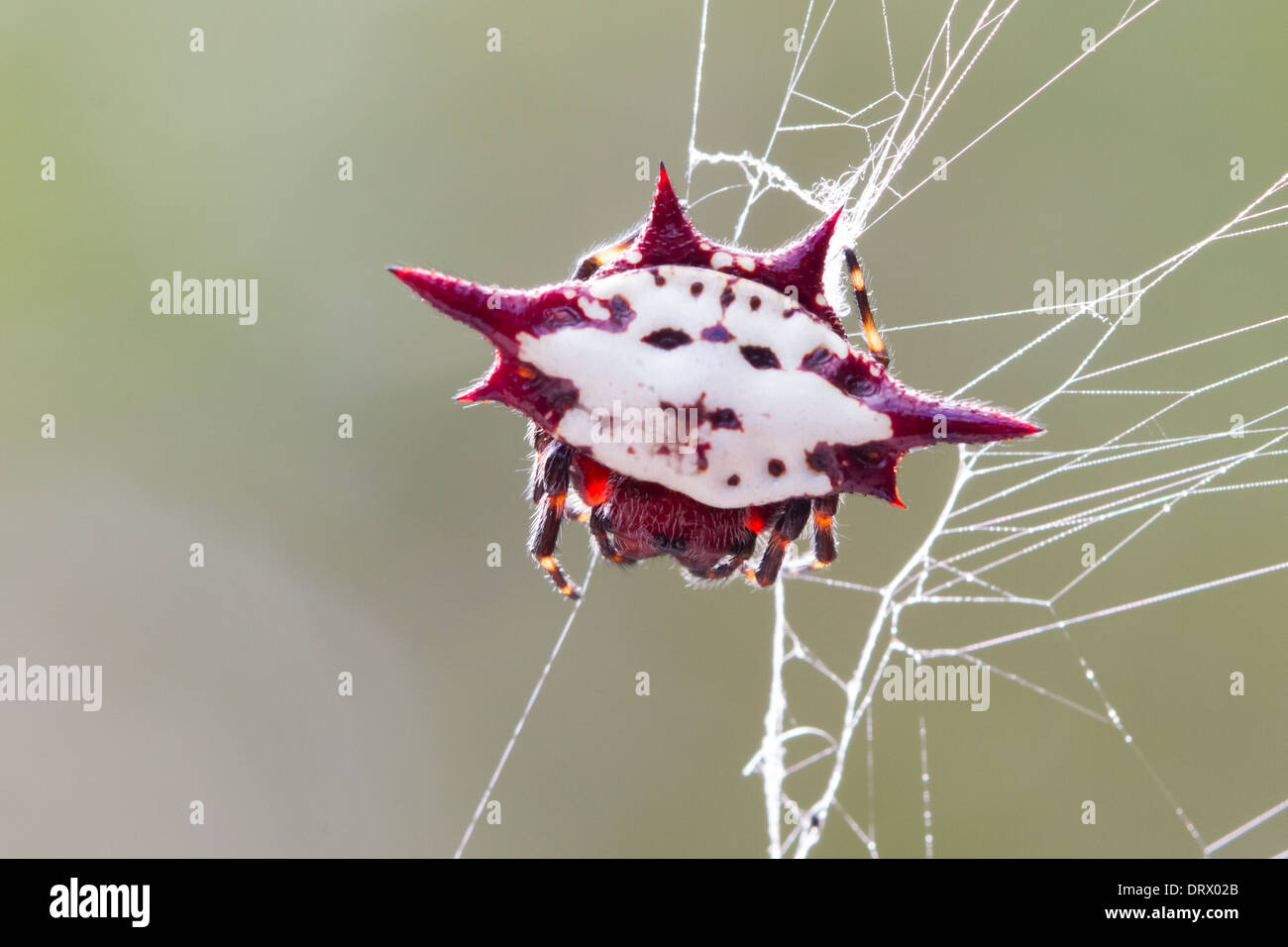 Spiny-backed Orbweaver (Gasteracantha cancriformis) on its web Stock Photo