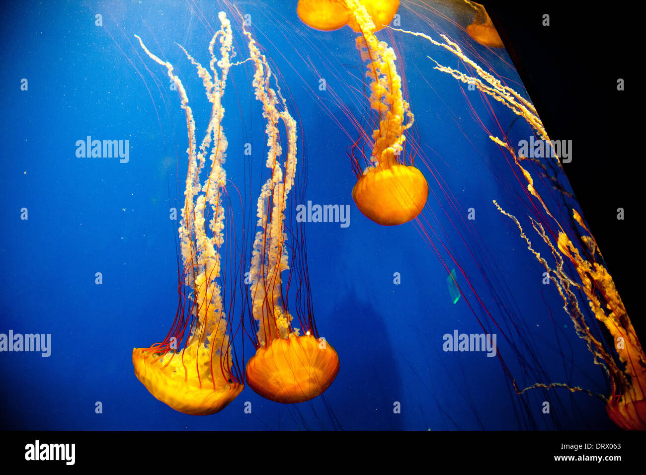 Jellyfish swim safely behind glass in the Atlanta Aquarium Stock Photo