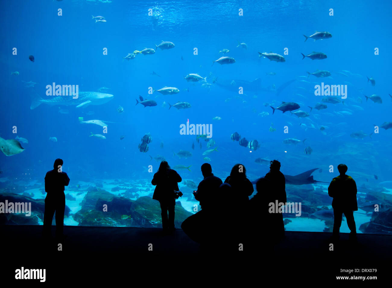 Toursit gaze on the underwater world in Atlanta's Aquarium. Stock Photo