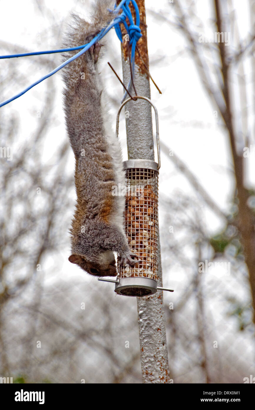 Squirrel Eating Nuts From Bird Feeder Stock Photo 66339505 Alamy