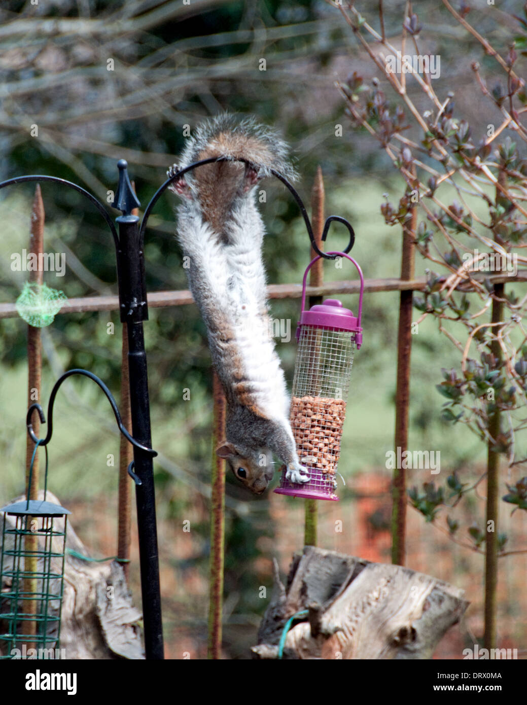 Squirrel bird feeder hires stock photography and images Alamy