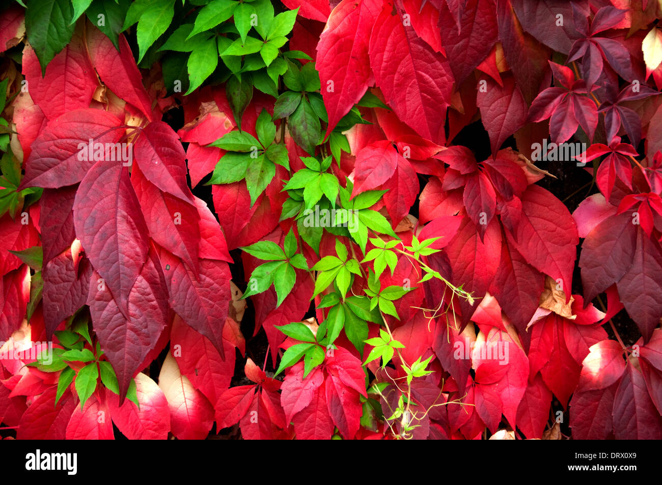 Autumn Leaves Colour Stock Photo - Alamy