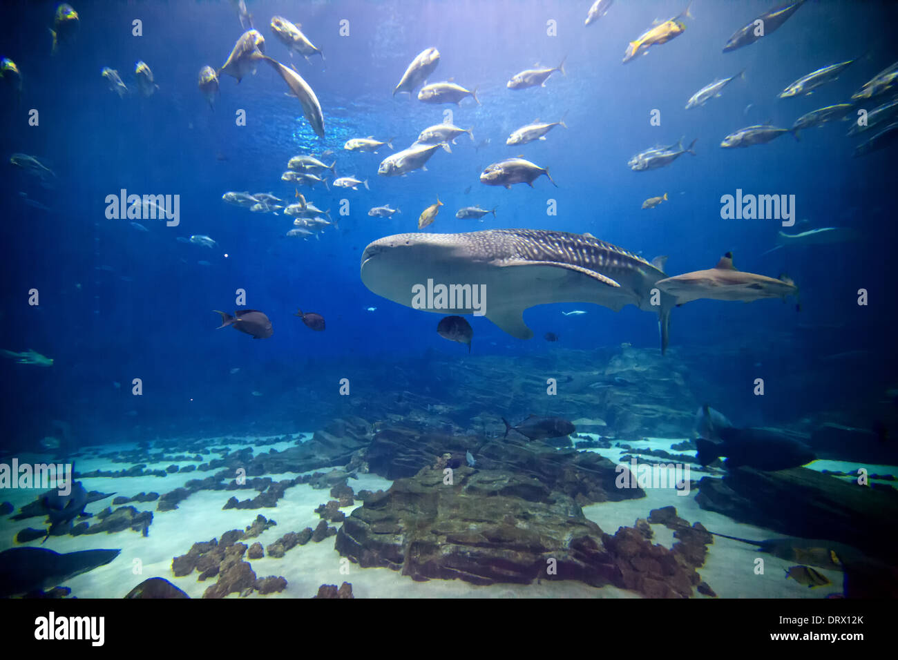 The main exhibit at Atlanta's Aquarium featuring numerous shark and fish of all kinds. Stock Photo
