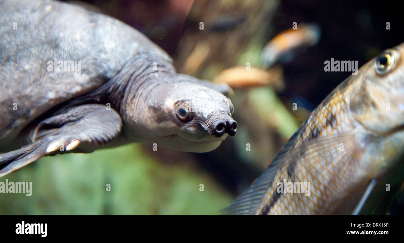 A Pig-Nosed Turtle swims in the Atlanta Aquarium. Stock Photo