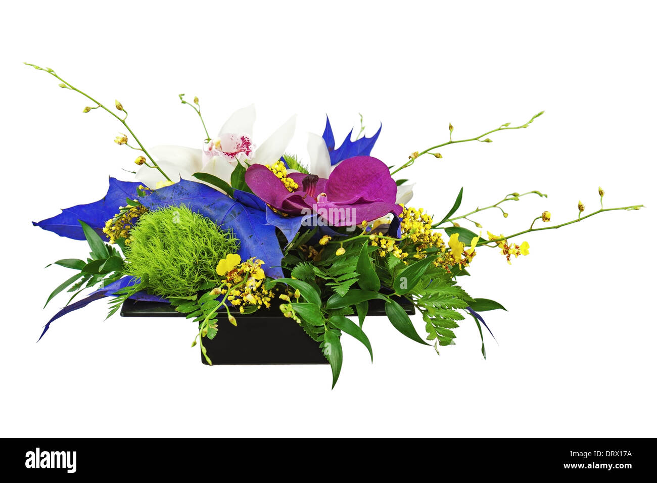 Bouquet from orchids in black vase isolated on white background. Closeup. Stock Photo