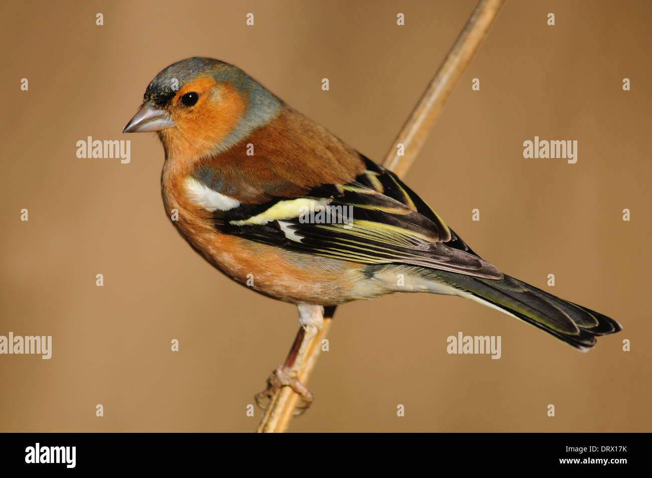 A male chaffinch on a twig UK Stock Photo