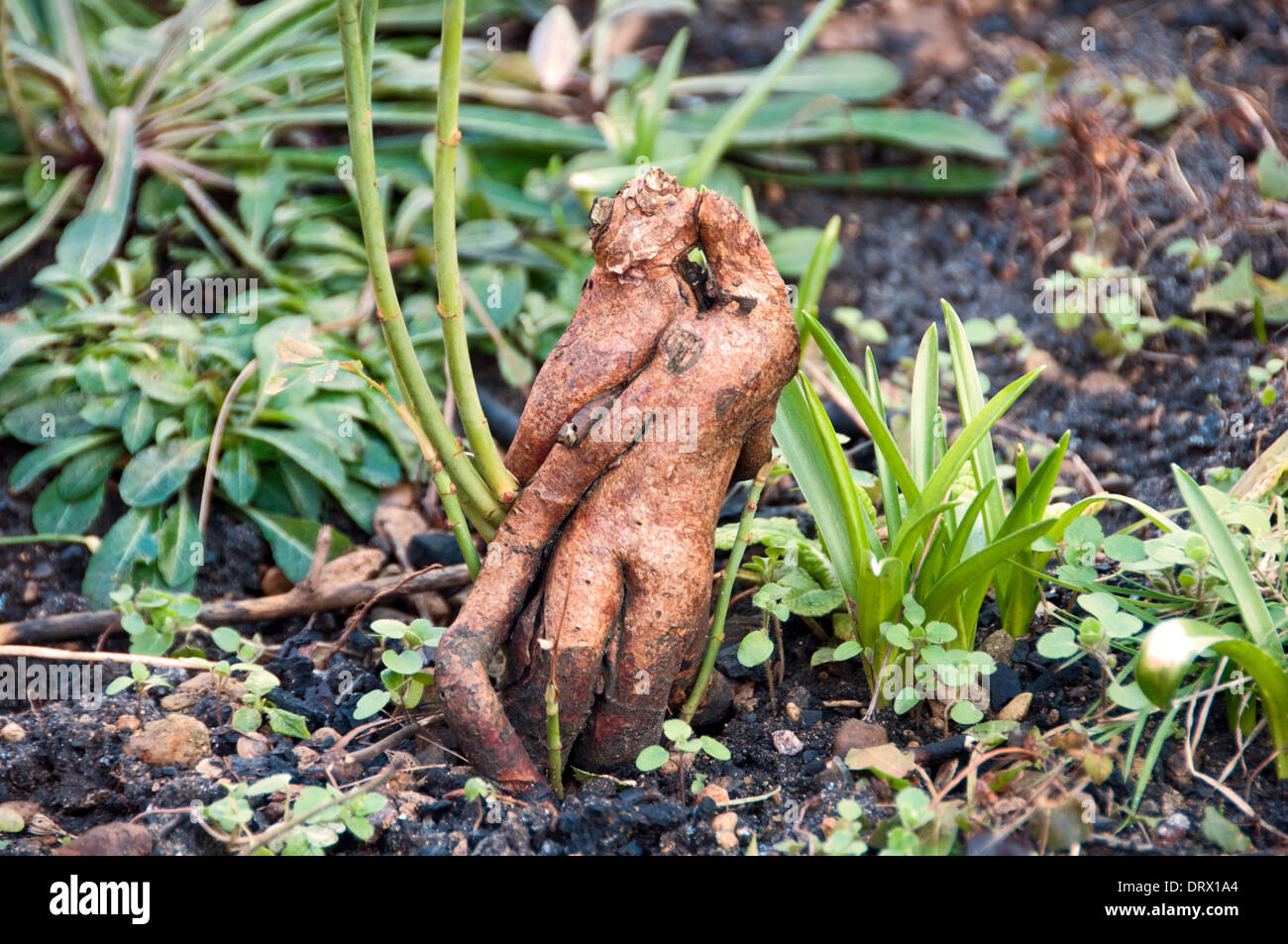 Rose bush roots in garden Stock Photo