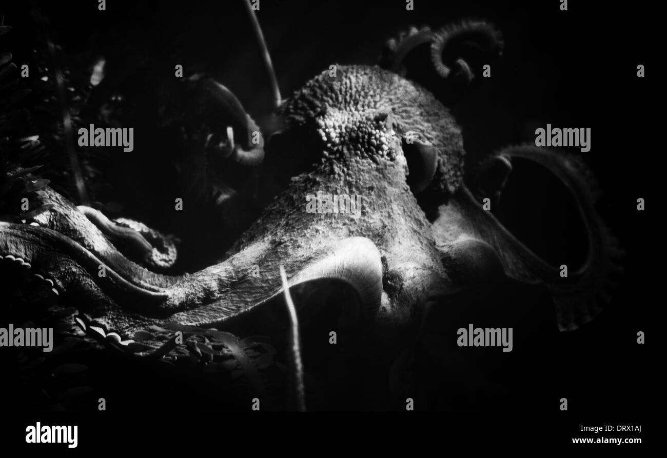 Detailed shot of a Common Octopus inthe Atlanta Aquarium. Stock Photo