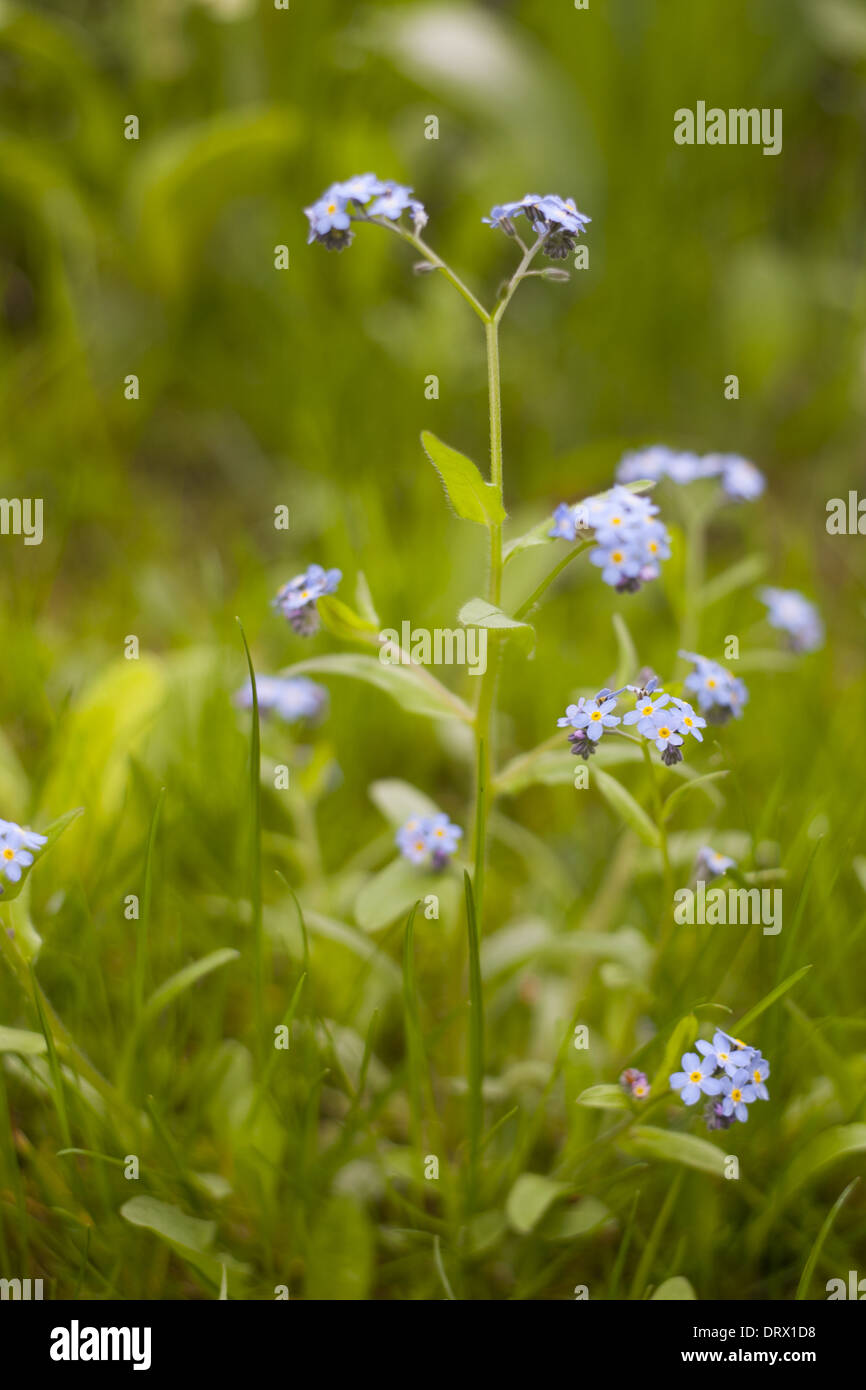 Forget me knot hi-res stock photography and images - Alamy