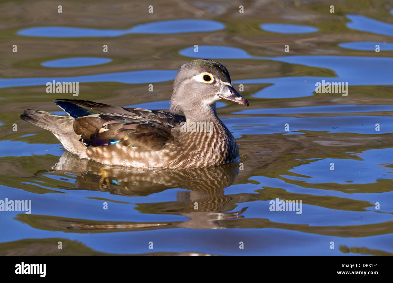 Female wood duck (Aix sponsa) portrait Stock Photo Alamy