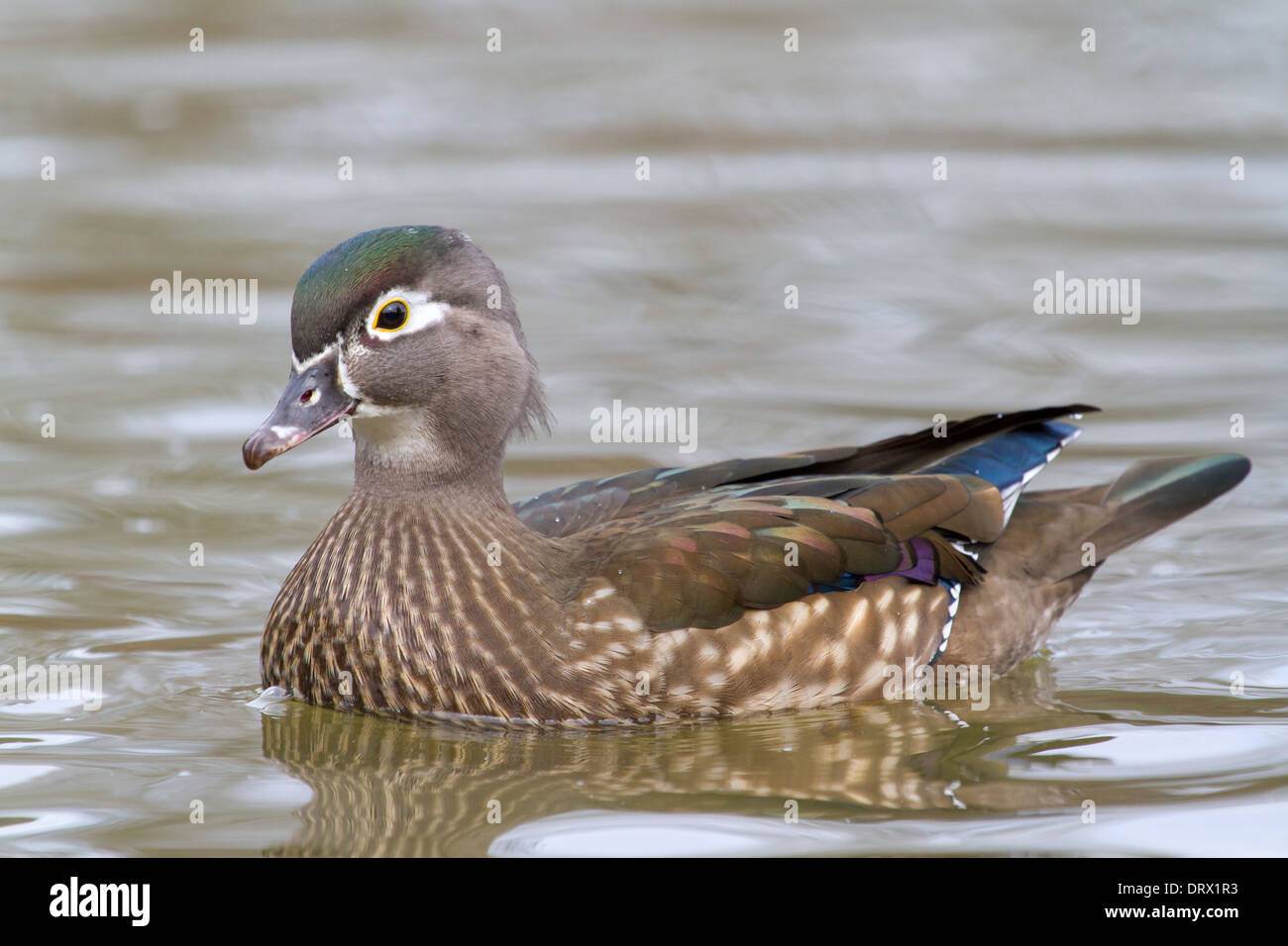Female american wood duck hires stock photography and images Alamy