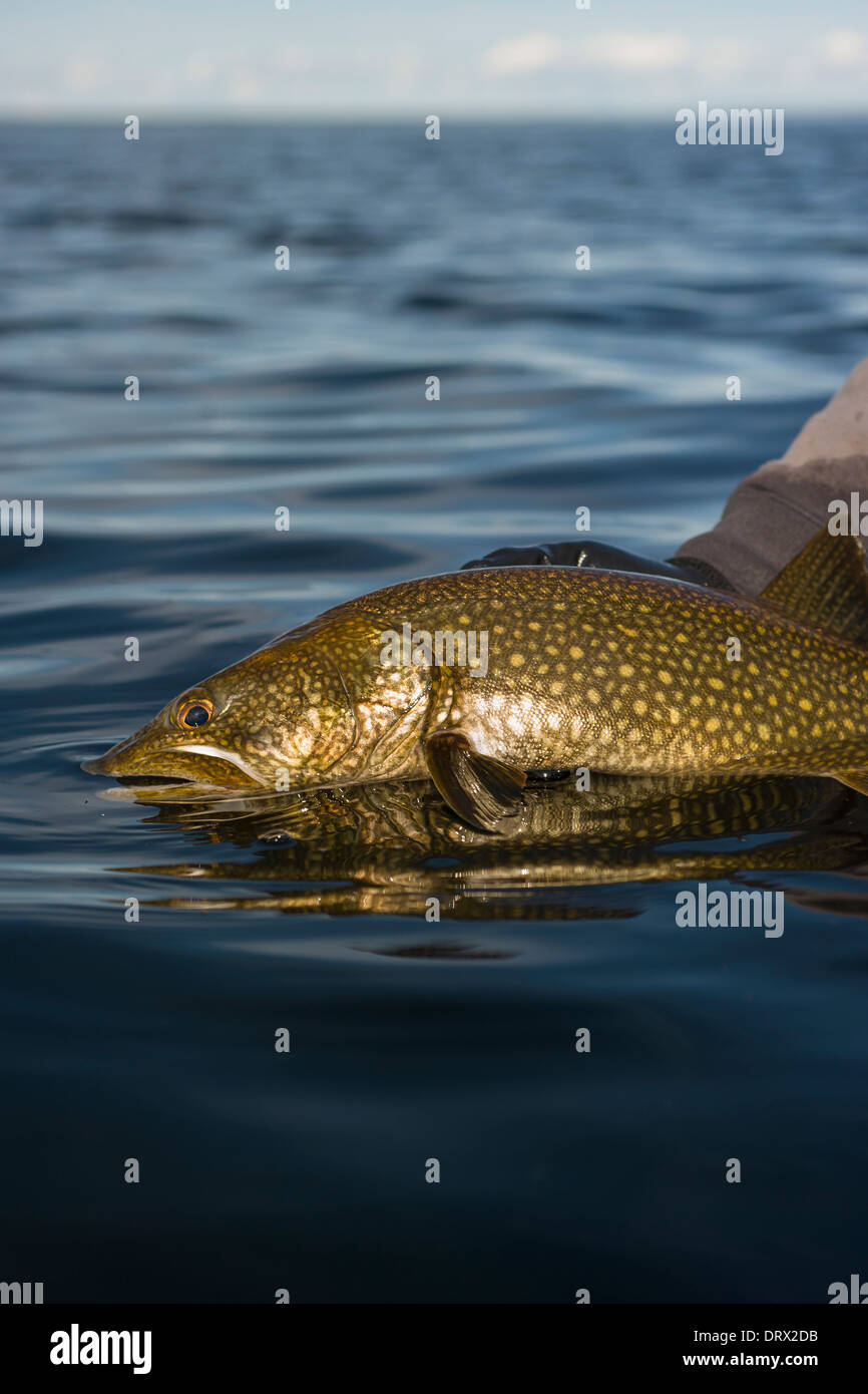Summer lake trout Stock Photo