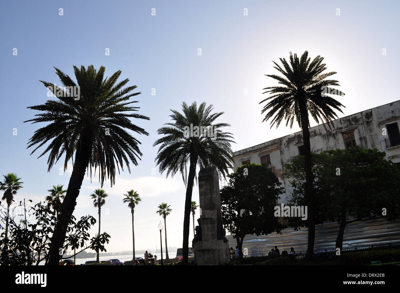 Havana, Cuba: palm trees near the harbor Stock Photo