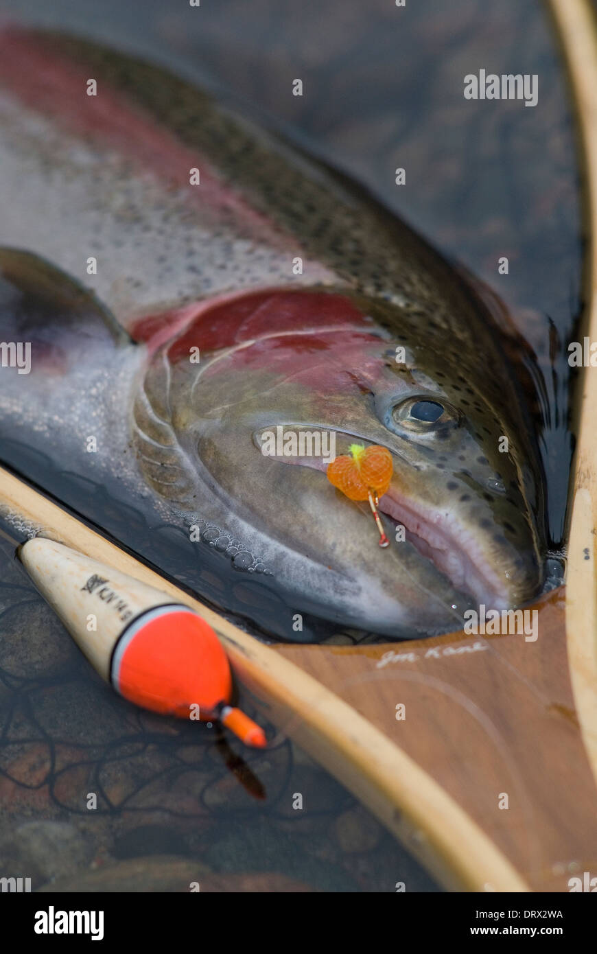 Steelhead fish caught fly fishing in Northern Ontario, Canada Stock