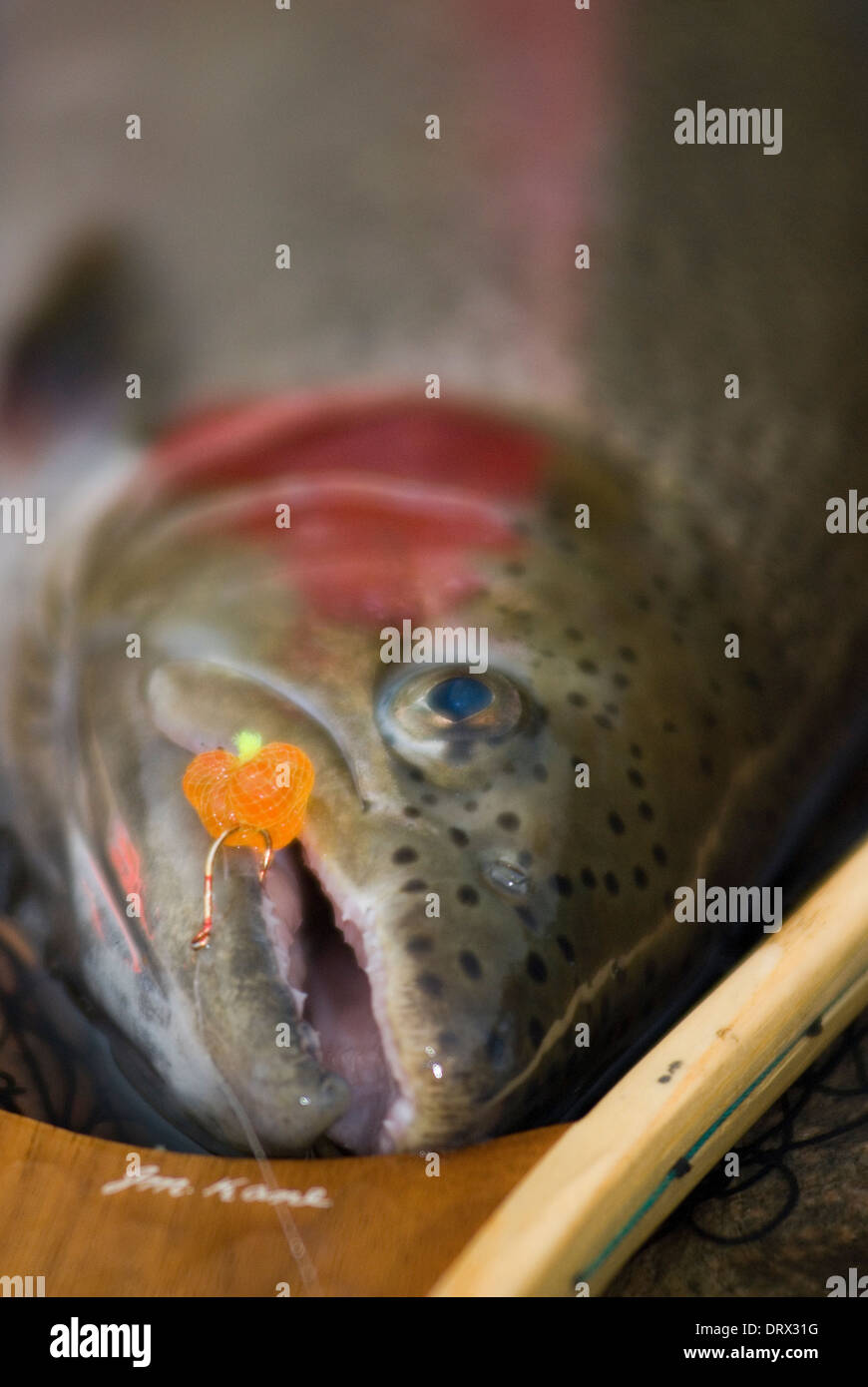 Steelhead fish caught fly fishing in Northern Ontario, Canada Stock
