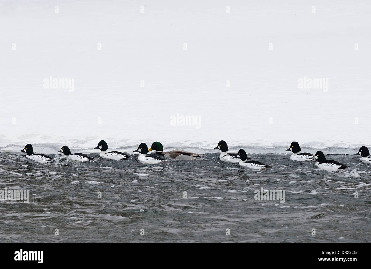 Abstract view of Goldeneyed ducks swimming upstream in winter. Stock Photo