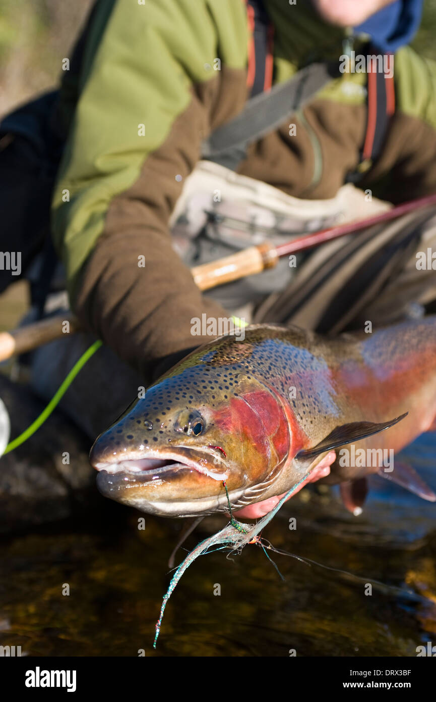 Angler holding a large steelhead caught spey casting in a river in Northern Ontario, Canada Stock Photo