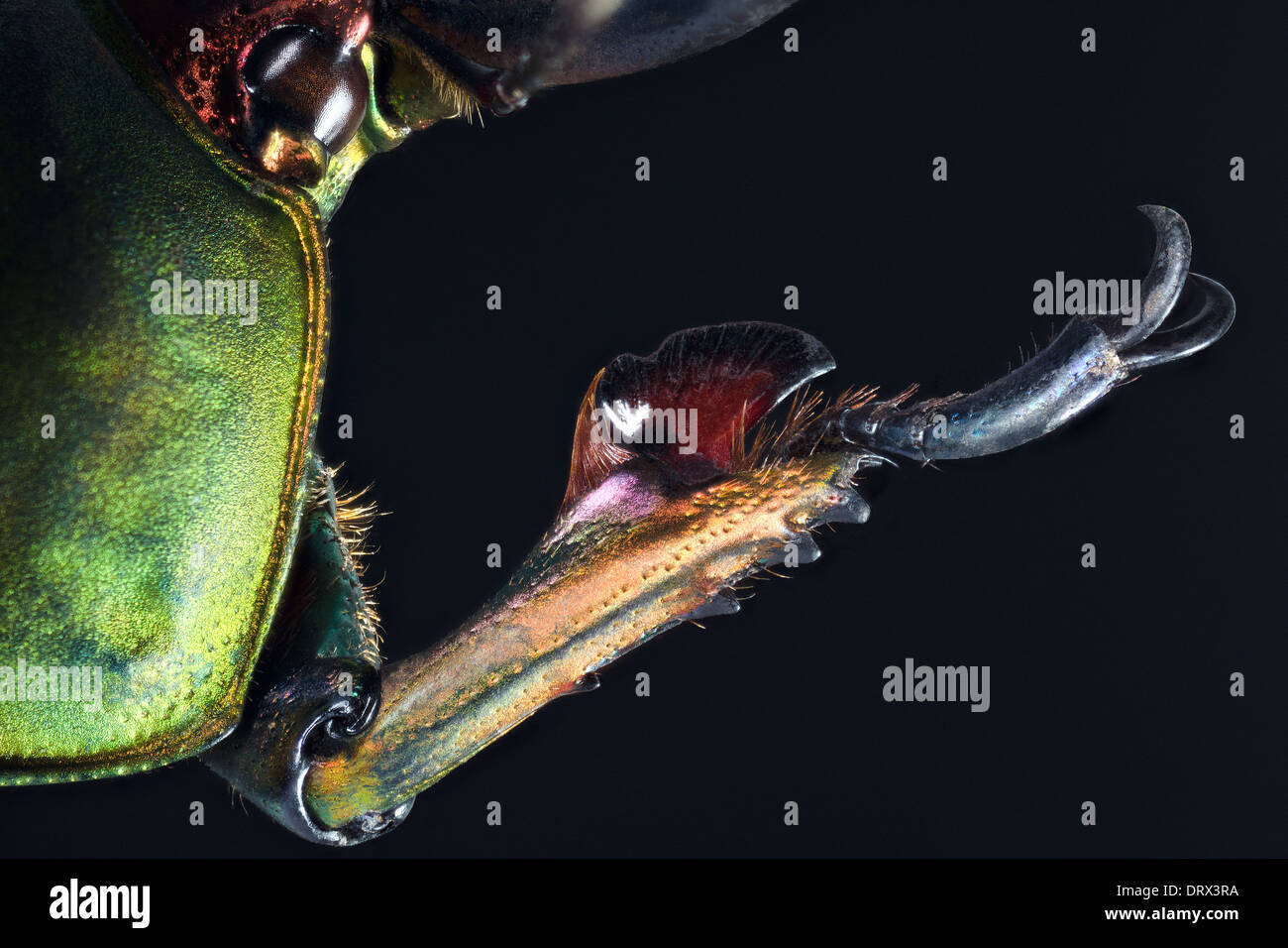 Lamprima adolphinae male: view of anterior right paw Stock Photo