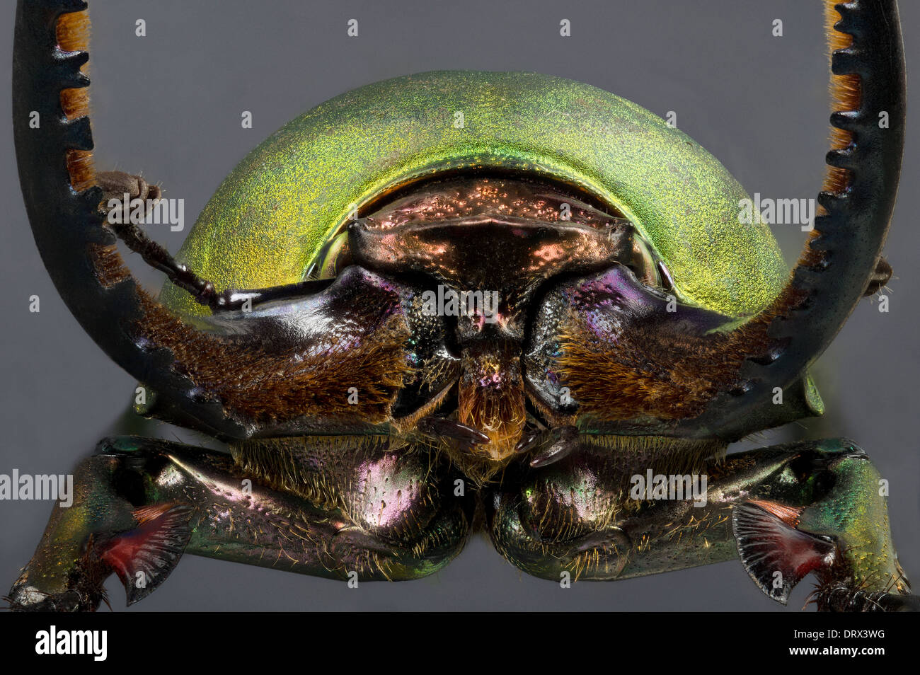 lamprima-adolphinae-hi-res-stock-photography-and-images-alamy
