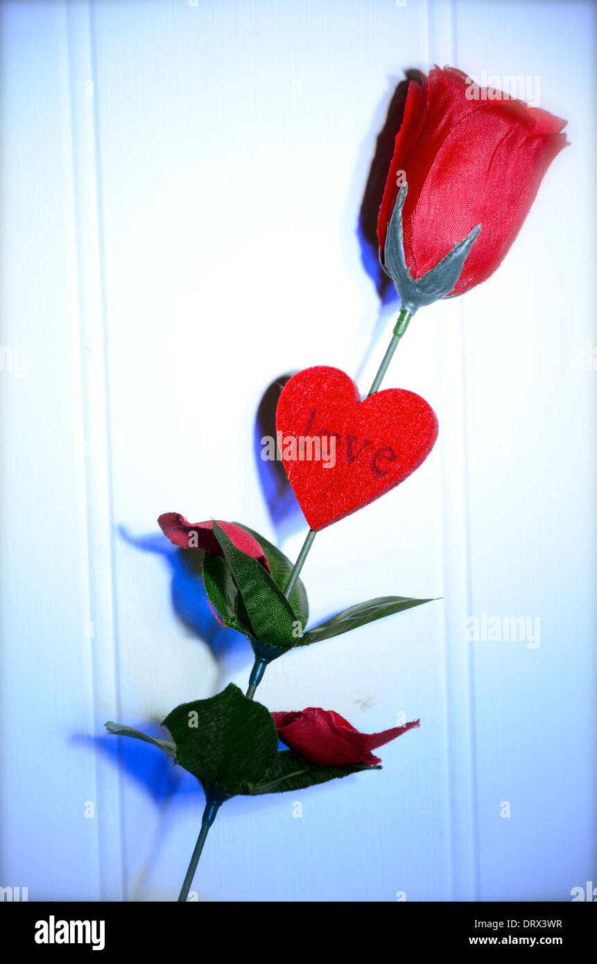 A Red Rose of Love for Valentines Day, make a good card Stock Photo