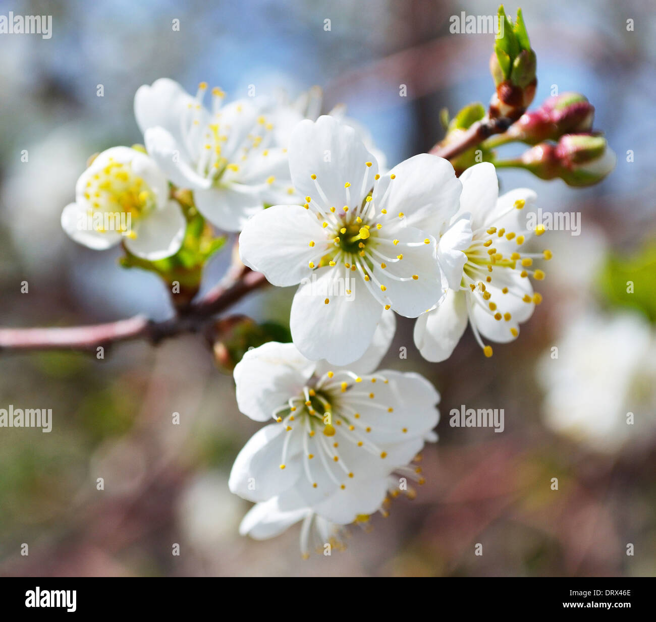 Apricot tree blossoms Stock Photo Alamy