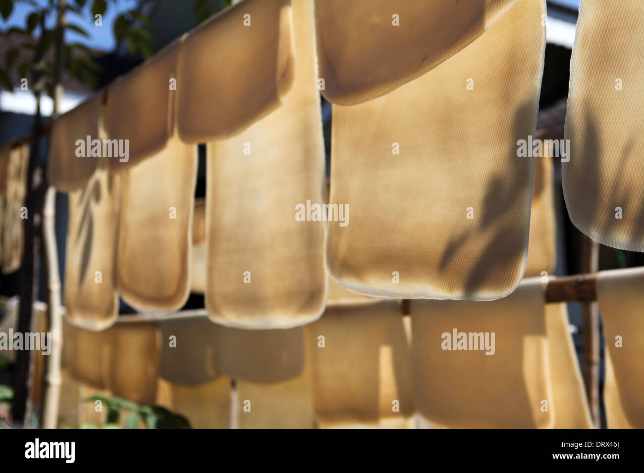 Rubber drying out on bamboo Stock Photo Alamy